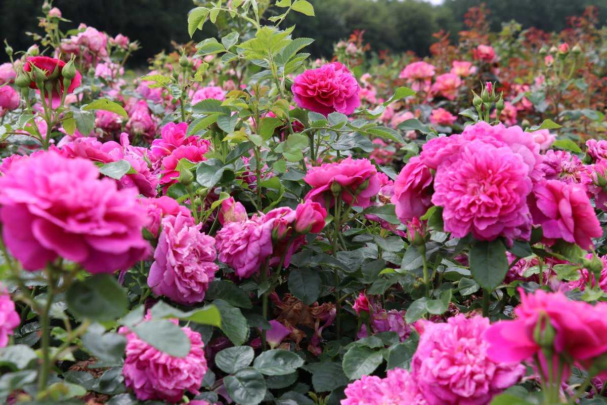 ثبت «رز طائف» عربستان ربطی به گل محمدی ایران ندارد